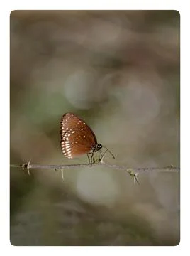 Butterfly 写真素材