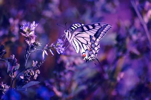 Butterfly Stock Photos