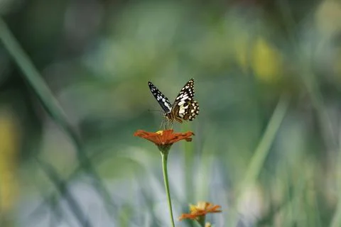 Butterfly Stock Photos