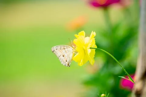 Butterfly Stock Photos