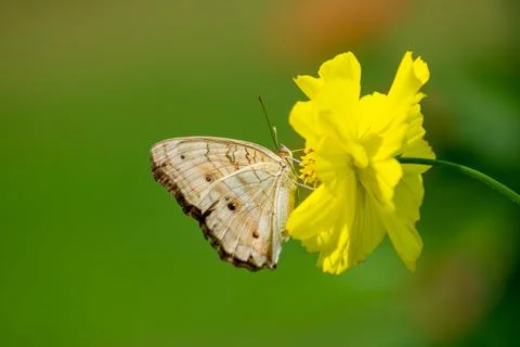 Butterfly Stock Photos