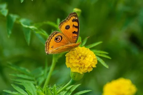 Butterfly Stock Photos