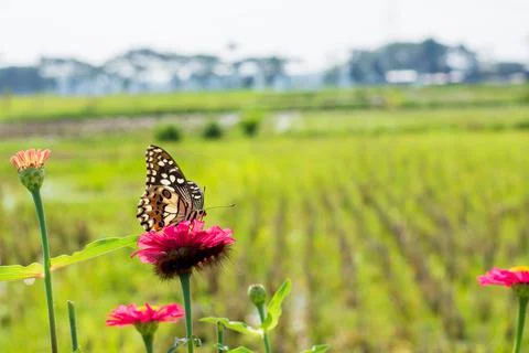 Butterfly Stock Photos