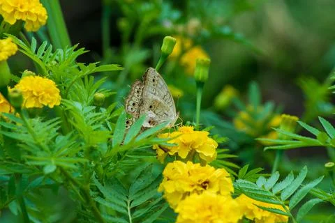 Butterfly Stock Photos