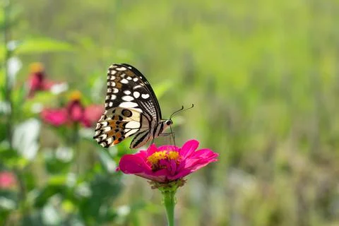 Butterfly Stock Photos