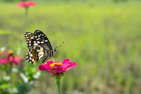 Butterfly Stock Photos