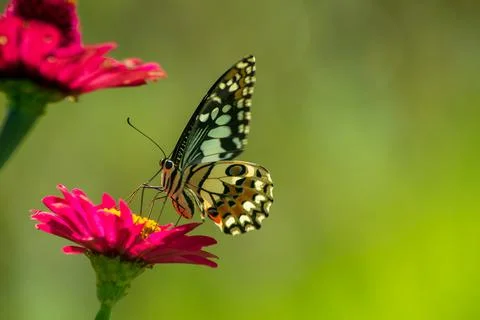 Butterfly Stock Photos
