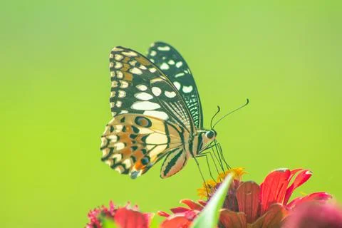 Butterfly Stock-Fotos