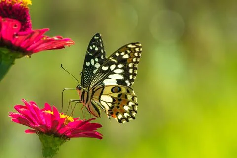 Butterfly Stock-Fotos