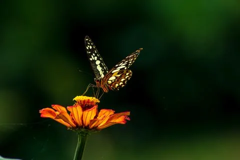 Butterfly Stock Photos