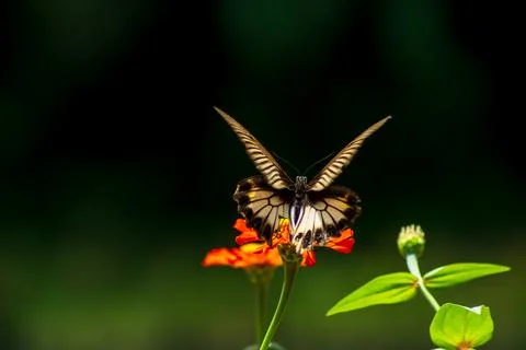 Butterfly Stock Photos