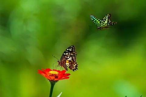 Butterfly Stock Photos
