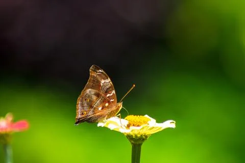 Butterfly Foto stock