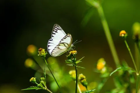 Butterfly Stock Photos