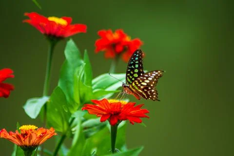 Butterfly Stock Photos