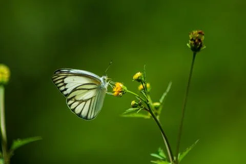 Butterfly Stock Photos