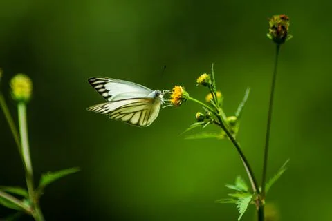 Butterfly Stock Photos