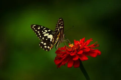 Butterfly Stock Photos
