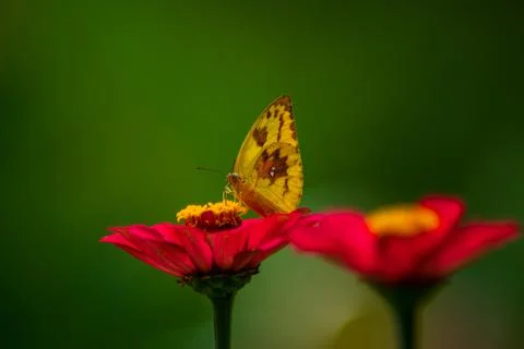 Butterfly Stock Photos