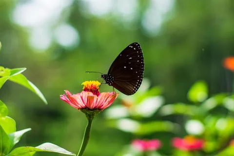Butterfly Stock Photos