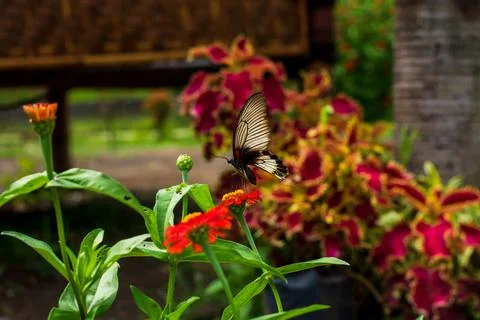 Butterfly Stock Photos
