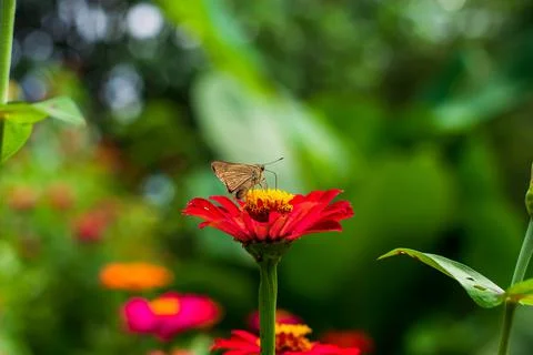 Butterfly Stock Photos
