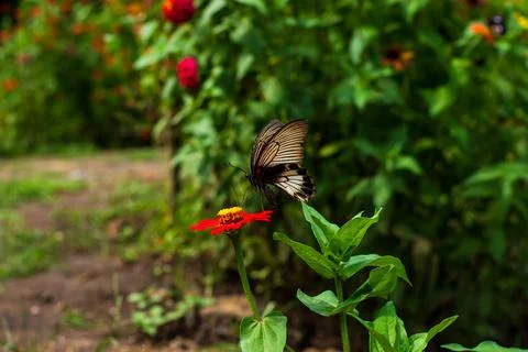 Butterfly Stock Photos