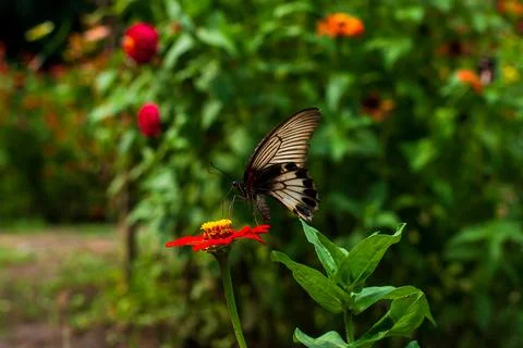 Butterfly Stock Photos