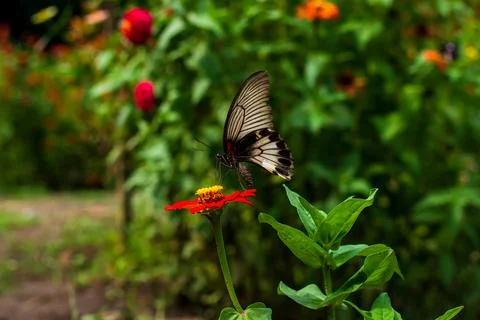 Butterfly Stock Photos