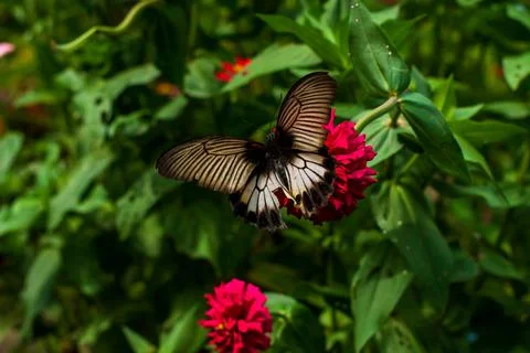 Butterfly Stock Photos