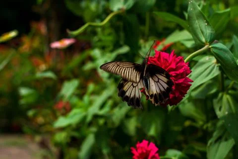 Butterfly Stock Photos