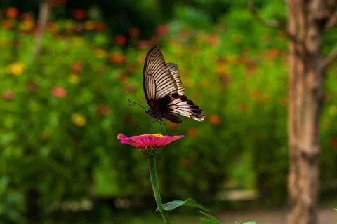 Butterfly Stock Photos