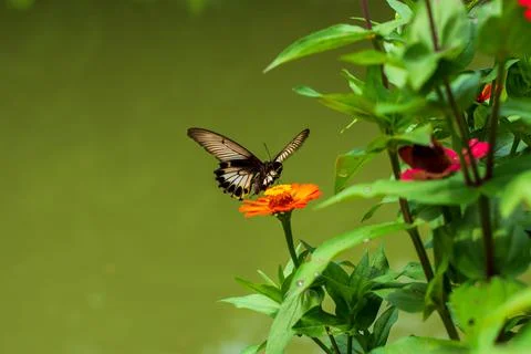 Butterfly Stock Photos