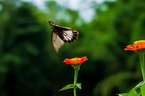 Butterfly Stock Photos