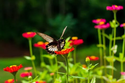 Butterfly Stock-Fotos