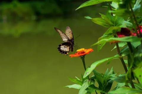 Butterfly Stock Photos