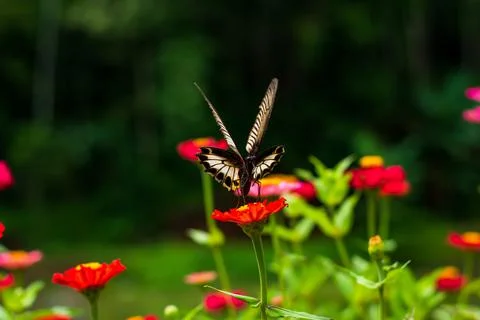 Butterfly Stock Photos