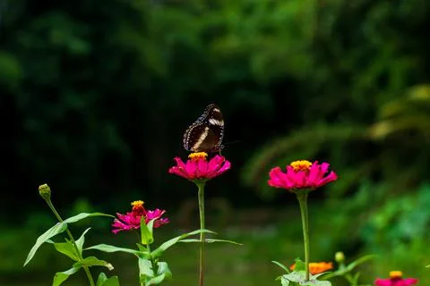 Butterfly Stock Photos
