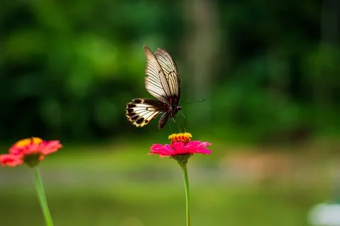 Butterfly Stock Photos