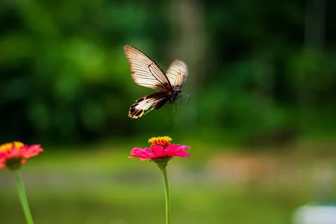 Butterfly Stock Photos