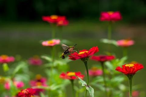 Butterfly Stock Photos