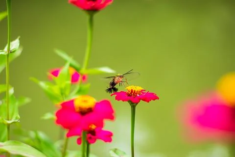 Butterfly Stock Photos