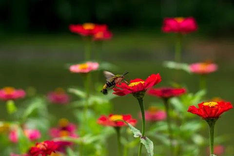 Butterfly Stock Photos