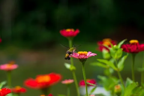 Butterfly Stock Photos