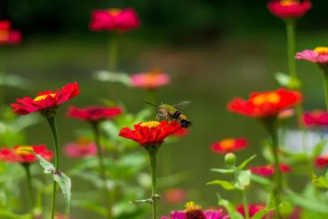 Butterfly Stock Photos