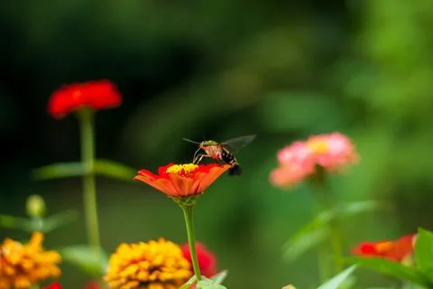 Butterfly Foto stock