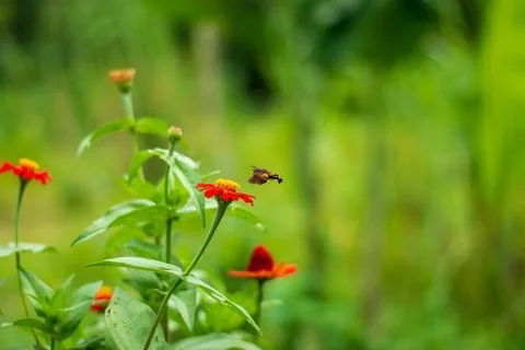 Butterfly Foto stock