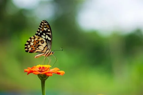 Butterfly Stock Photos
