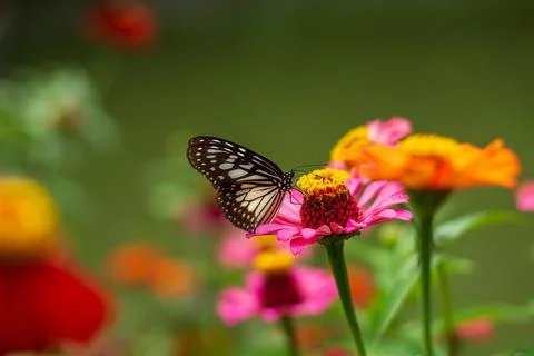 Butterfly Stock Photos
