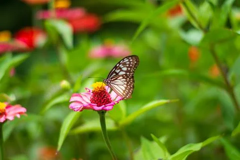 Butterfly Stock Photos